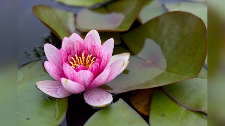 Water Lily