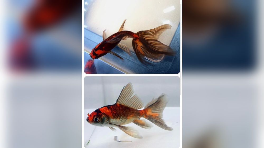 Watonai Goldfish