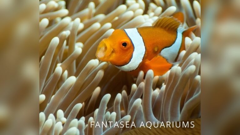 What Do Clownfish Eat