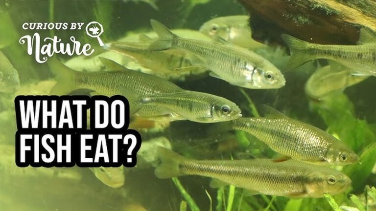 What Do Fish Eat