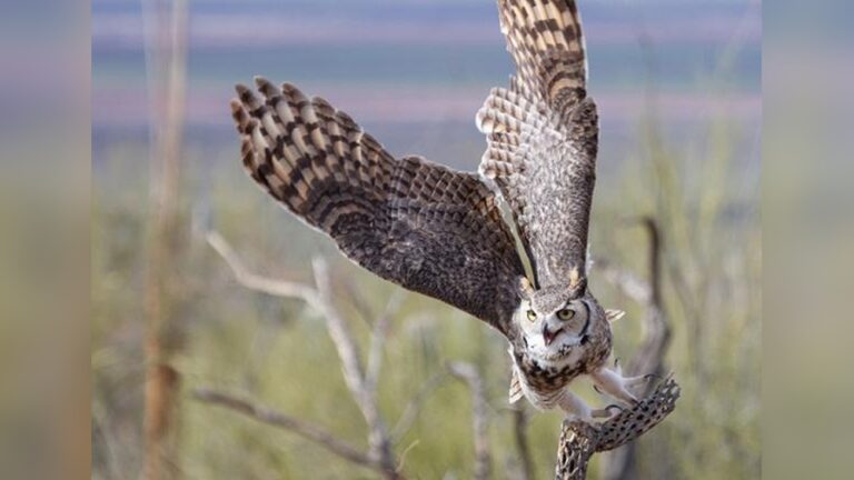 What Do Great Horned Owl Eat Their Hunting Secrets