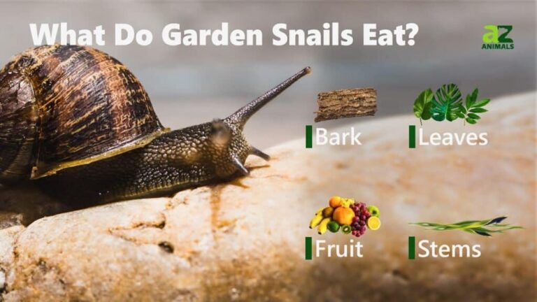 What Do Snails Eat