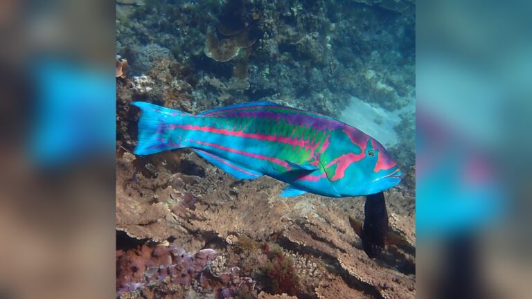 What Eats Sea Cucumbers And Parrot Fish In The Coral