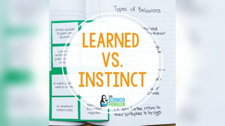 What Is Bird Behavior Instinct Vs Learned Behavior