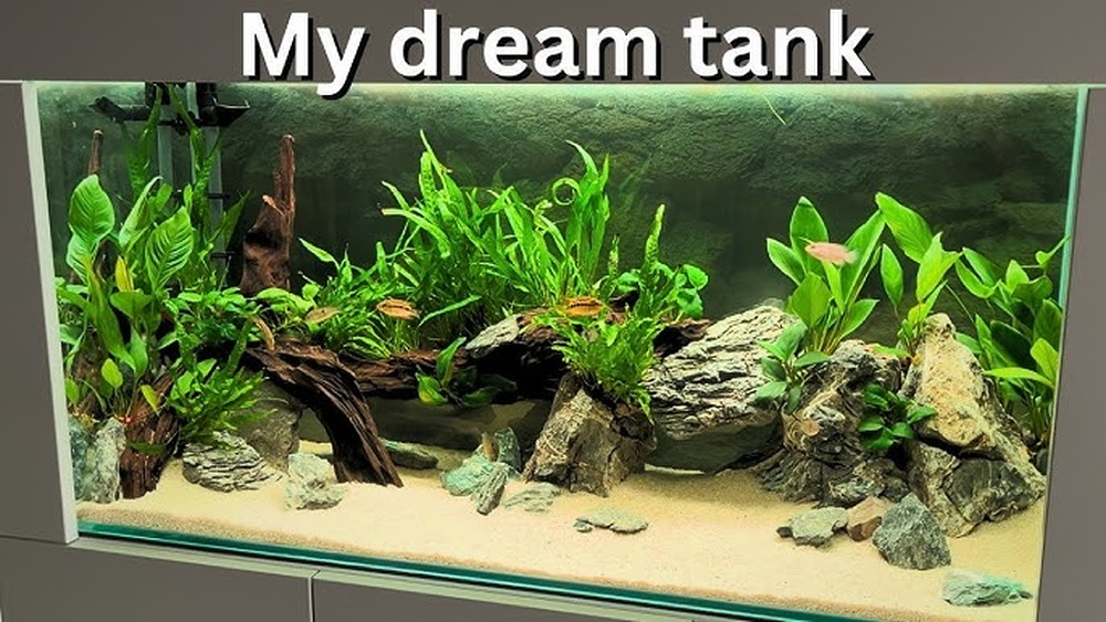 What Makes The Perfect Cichlid Tank