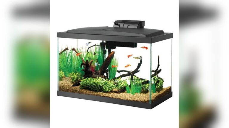 What Size Fish Tank Should I Get