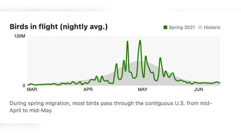 When Are Birds Most Active