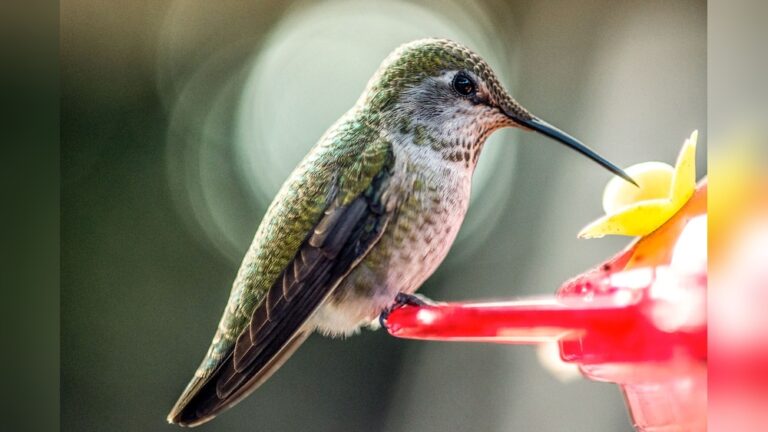 When Should You Stop Putting Out Hummingbird Nectar