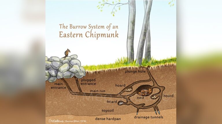 Where Do Chipmunks Nest: Discover Their Secret Homes Today!