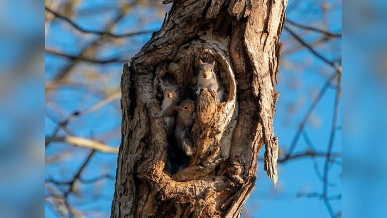 Where Do Squirrels Sleep: Surprising Secrets Revealed