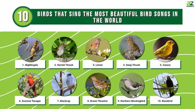 Which Birds Have The Best Songs