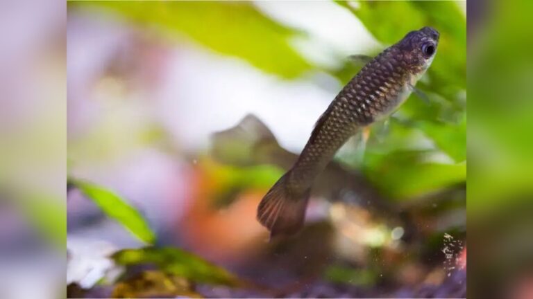 Whirling Disease Guppy