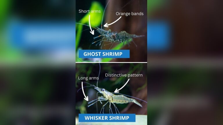 Whisker Shrimp
