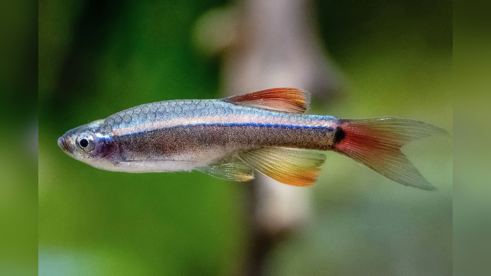 White Cloud Mountain Minnow