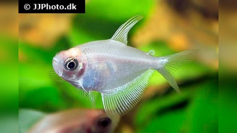 White Skirt Tetra