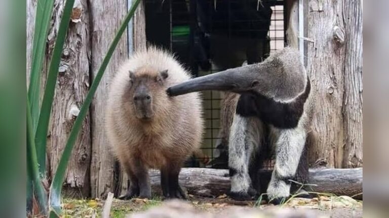 Why Are Capybaras So Friendly: Discover Their Surprising Charm