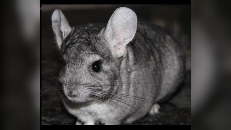 Why Are Chinchillas Endangered: Shocking Facts You Must Know