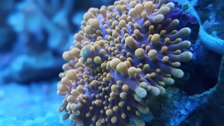 Why Buying Coral Frags Online Is Easier Than You Think