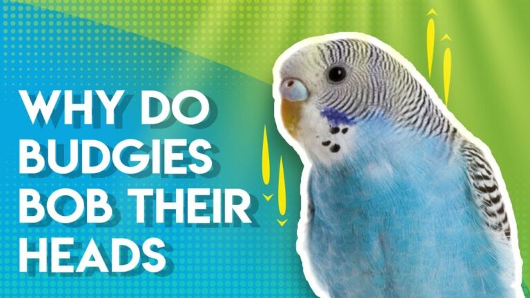 Why Do Budgies Bob Their Heads Up And Down