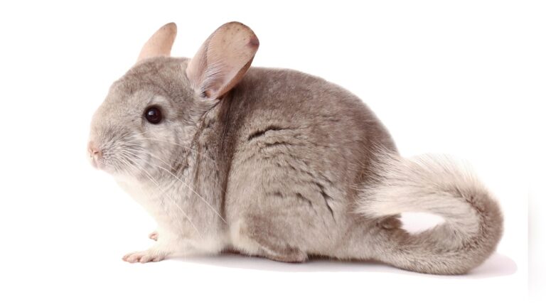 Why Do Chinchillas Make Noises: Surprising Sounds Explained