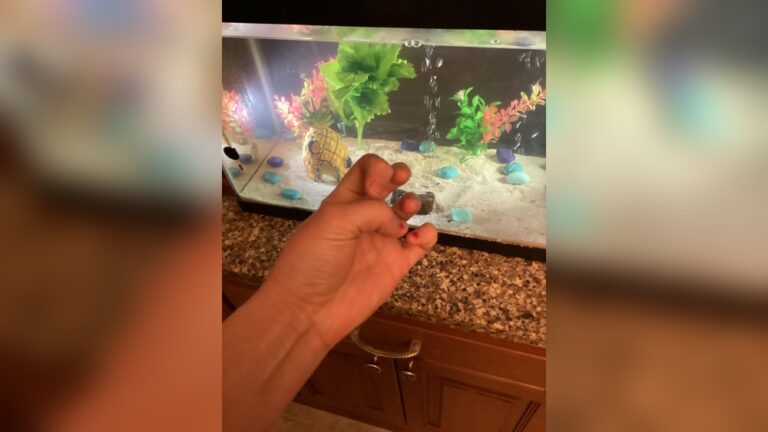 Why Do My Fish Die