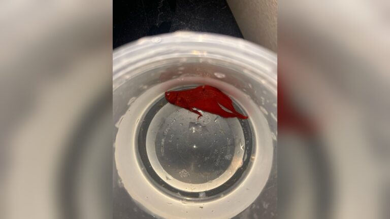 Why Do My Fish Die After Water Change