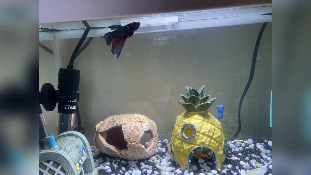 Why Does My Betta Fish Stay At The Top Of The Tank By The Filter