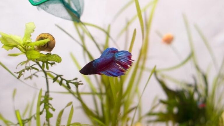 Why Is My Betta Fish Shaking