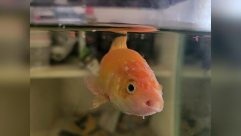 Why Is My Golfdish Dying