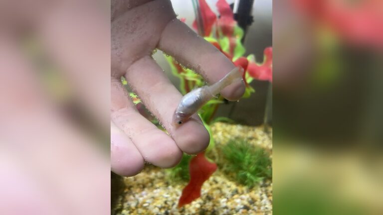 Why Is My Guppy Not Moving