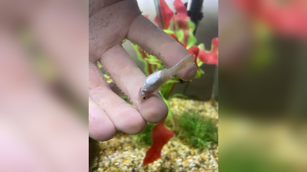 Why Is My Guppy Not Moving