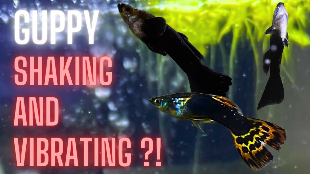 Why Is My Guppy Shaking