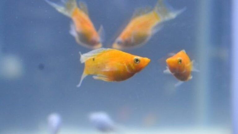 Why Is My Molly Fish Shaking