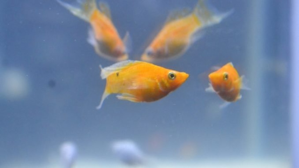 Why Is My Molly Fish Shaking