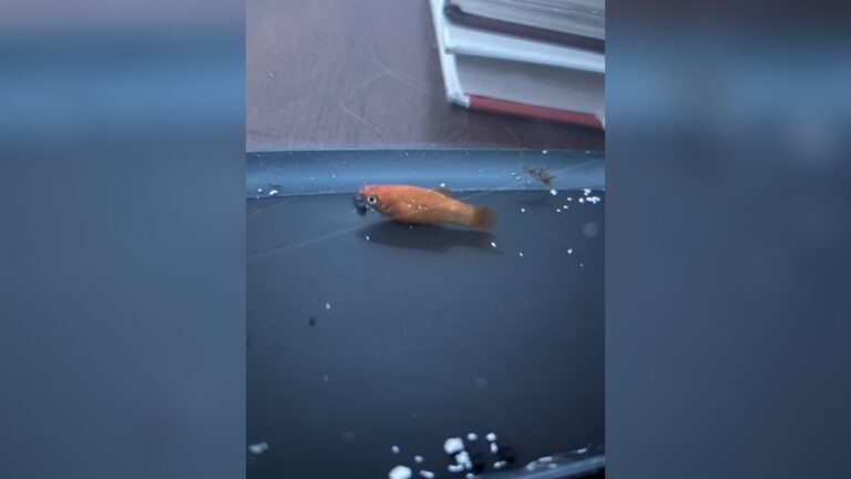 Why Is My Molly Fish Sitting At The Bottom Of The Tank