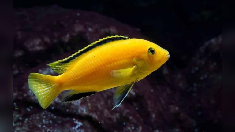 Yellow Lab Cichlid