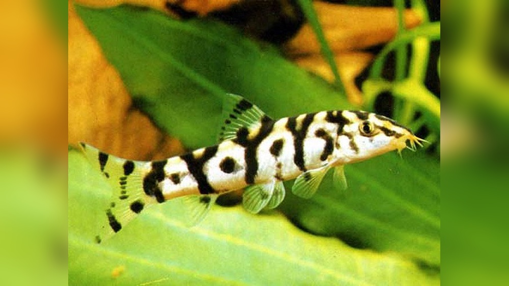 Yoyo Loach