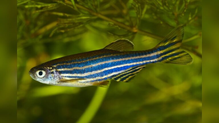 Zebra Danio