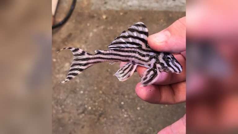 Zebra Pleco